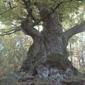 Cuento: Necesito del bosque para ser árbol