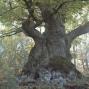 Cuento: Necesito del bosque para ser árbol. 