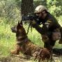El perro de combate. 